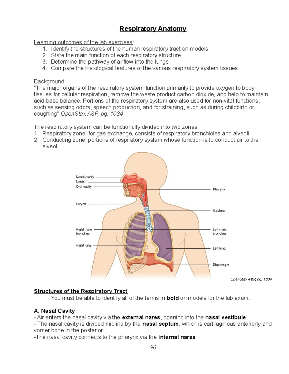 05 Respiratory System Anatomy Lab Worksheet Learning Guide Studocu