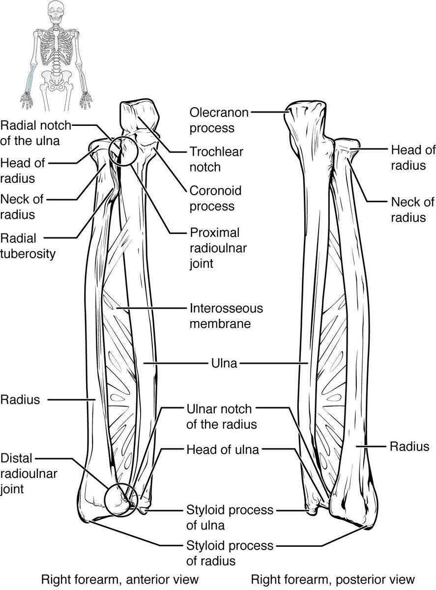6 2 Bones Of The Upper Limb Anatomy And Physiology I MSK At Cambrian College 6 2 Bones Of The Upper Limb Anatomy And Physiology I MSK At Cambrian College