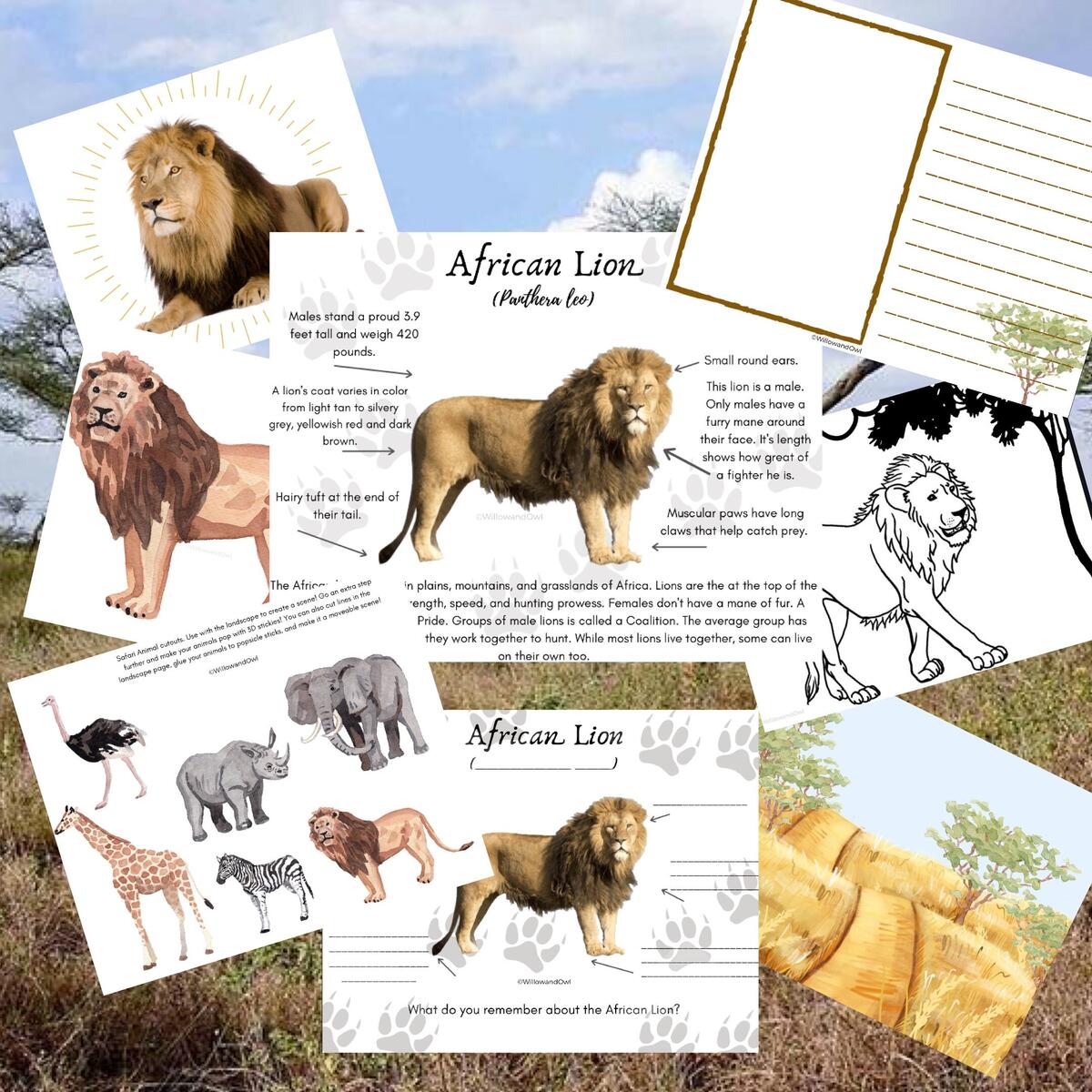 African Lion Anatomy Pack With Activities Etsy African Lion Anatomy Pack With Activities Etsy