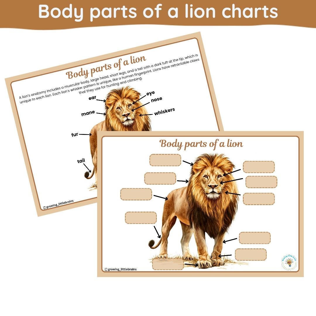 All About Lions Learning Pack Lions Rainforest Jungle Animals Flashcards Body Parts Of A Lion Digital Printables Etsy All About Lions Learning Pack Lions Rainforest Jungle Animals Flashcards Body Parts Of A Lion Digital Printables Etsy