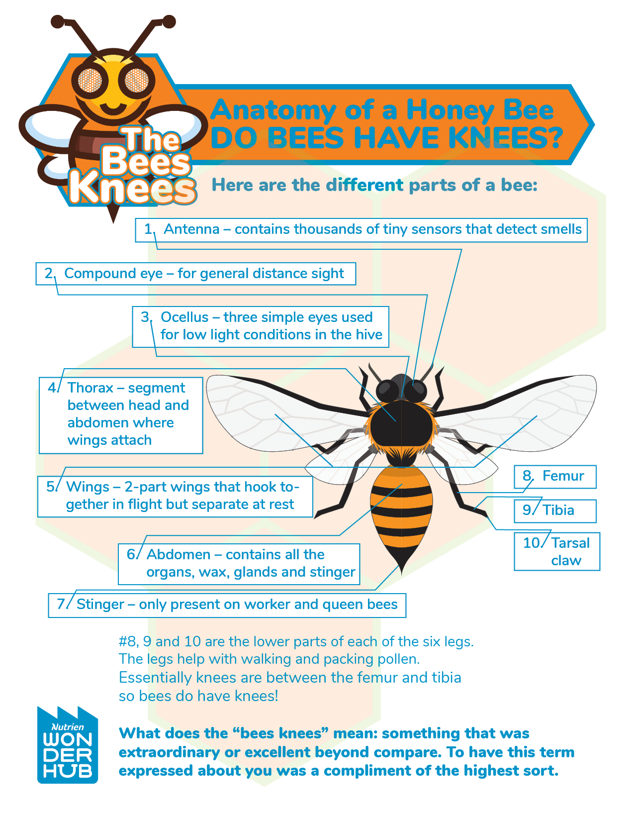 Anatomy Of A Honey Bee Wonderhub Parts Of A Bee Worksheet Label A Bee Activity For Kids Bee Anatomy Printable For Preschool And Kindergarten Etsy