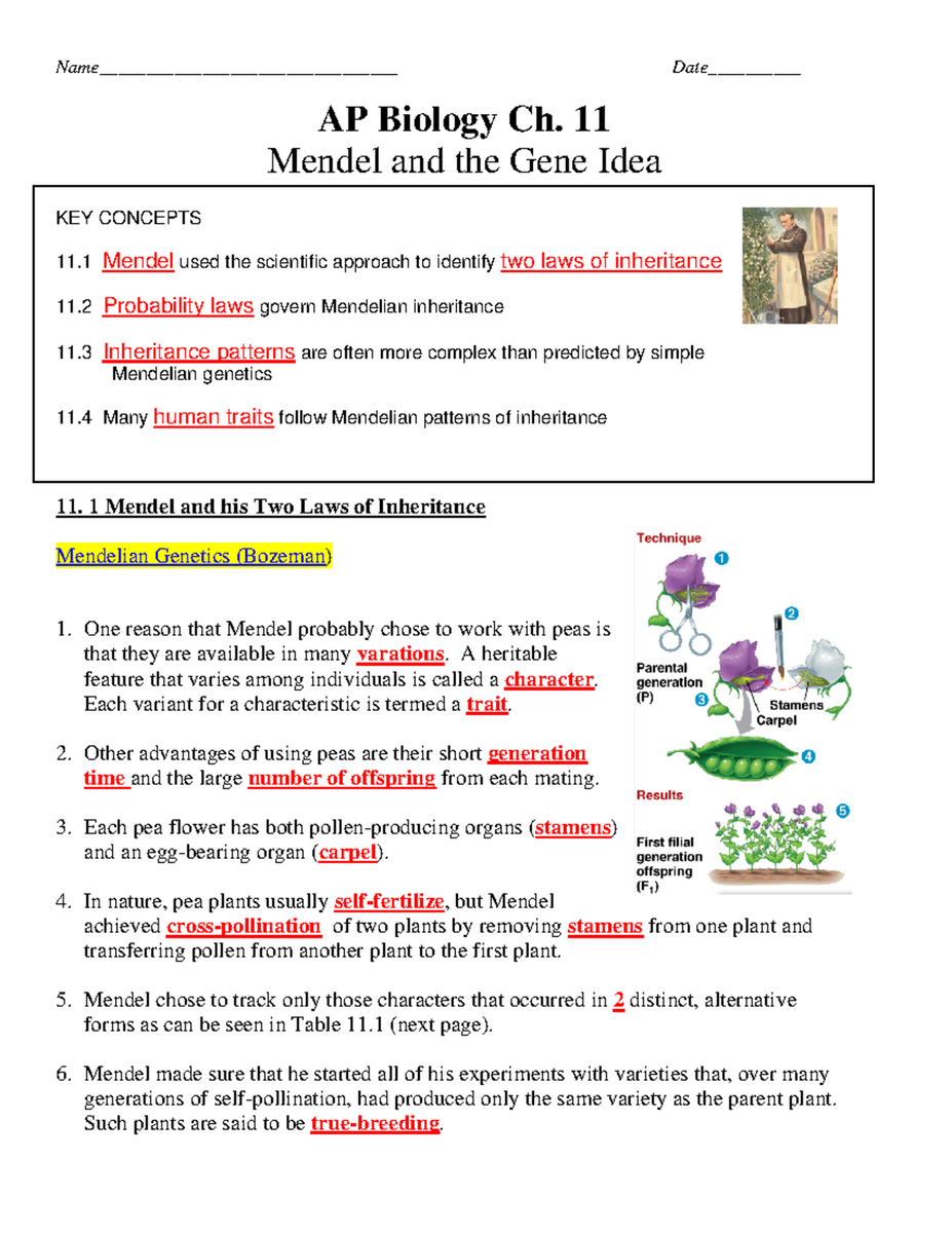 AP Biology Ch 11 Mendel Key Concepts And Answer Key Notes Studocu Mendelian Genetics Worksheet Mendel S Laws Punnett Squares