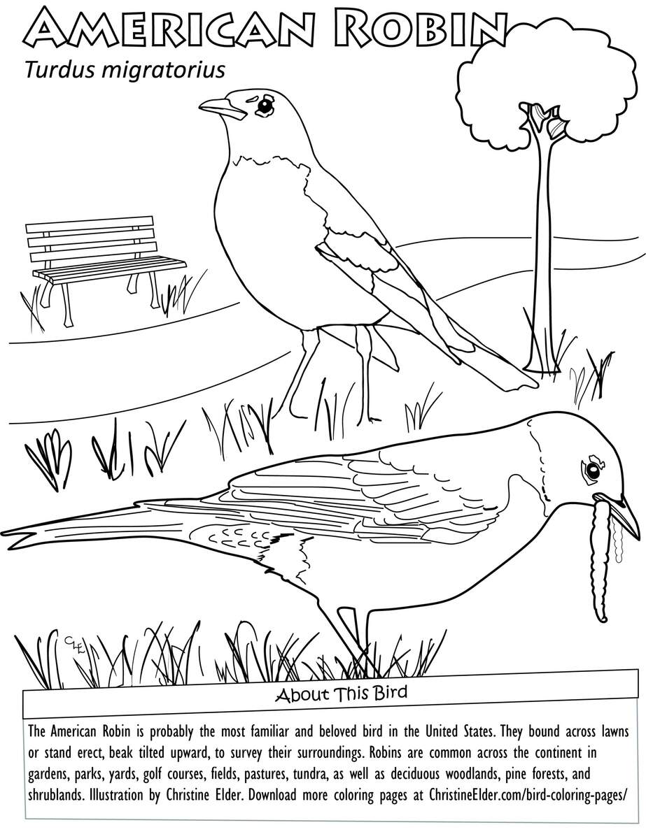 Bird Coloring Pages For Kids Christine Elder
