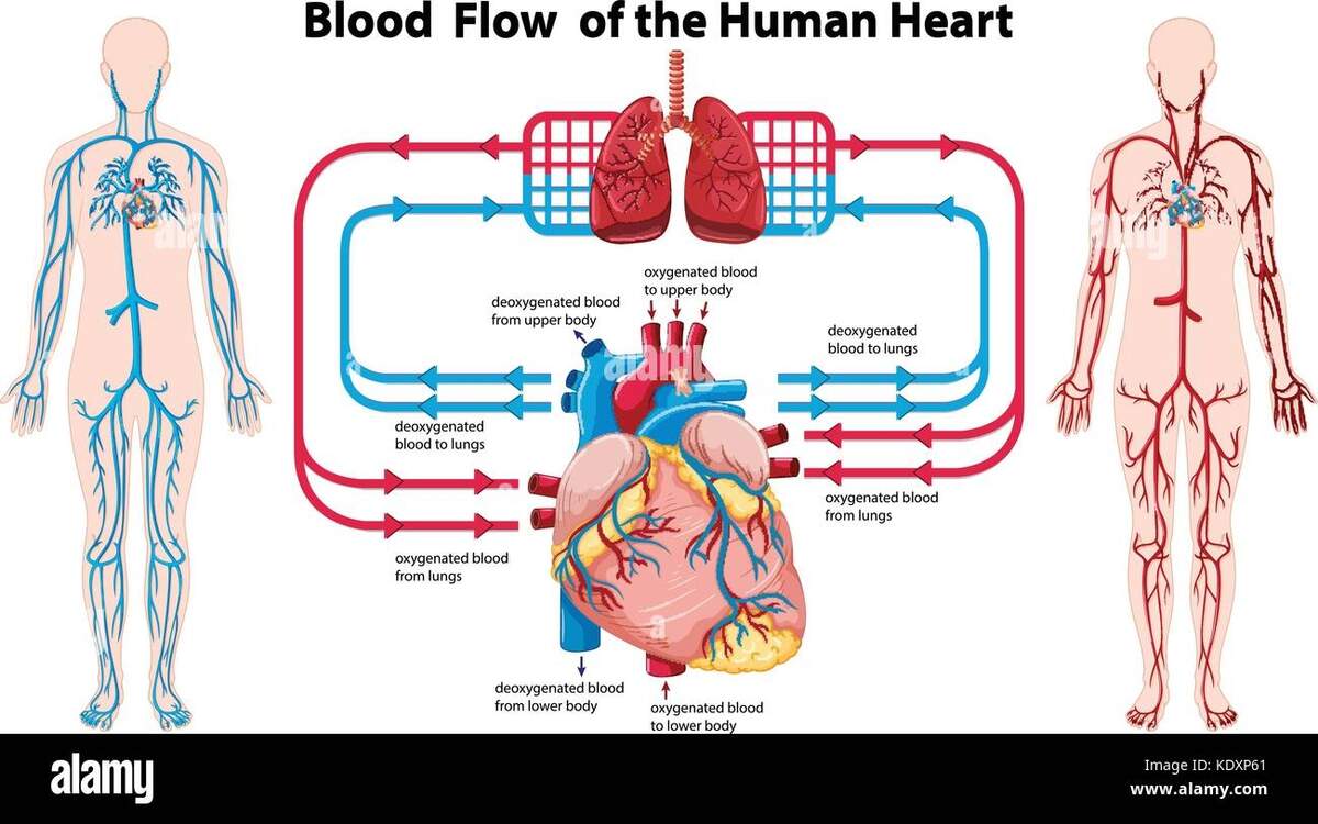 Blood Flow Of Human Heart Hi res Stock Photography And Images Alamy