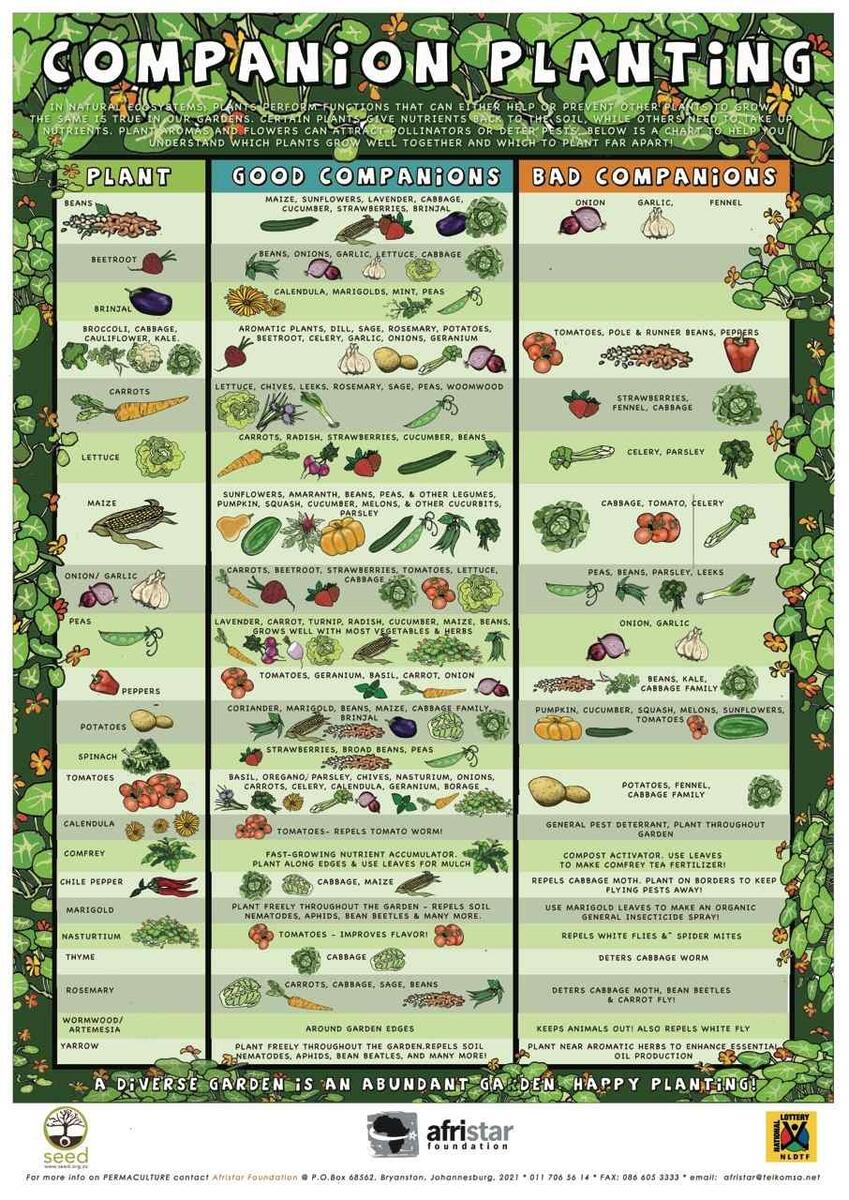 Companion Planting Chart Growin Crazy Acres Companion Planting Chart Growin Crazy Acres