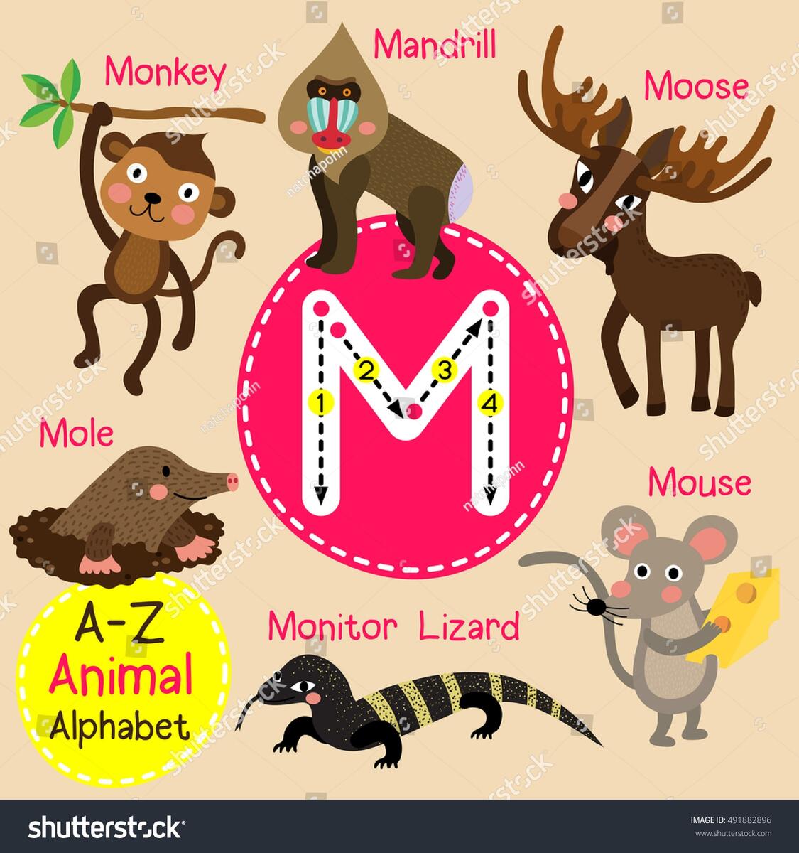 Cute Children Zoo Alphabet M Letter Stock Vector Royalty Free 491882896 Shutterstock