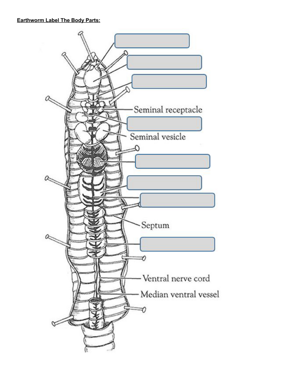 Earthworm Label The Body Parts Worksheet Ashley Roffers Library Formative