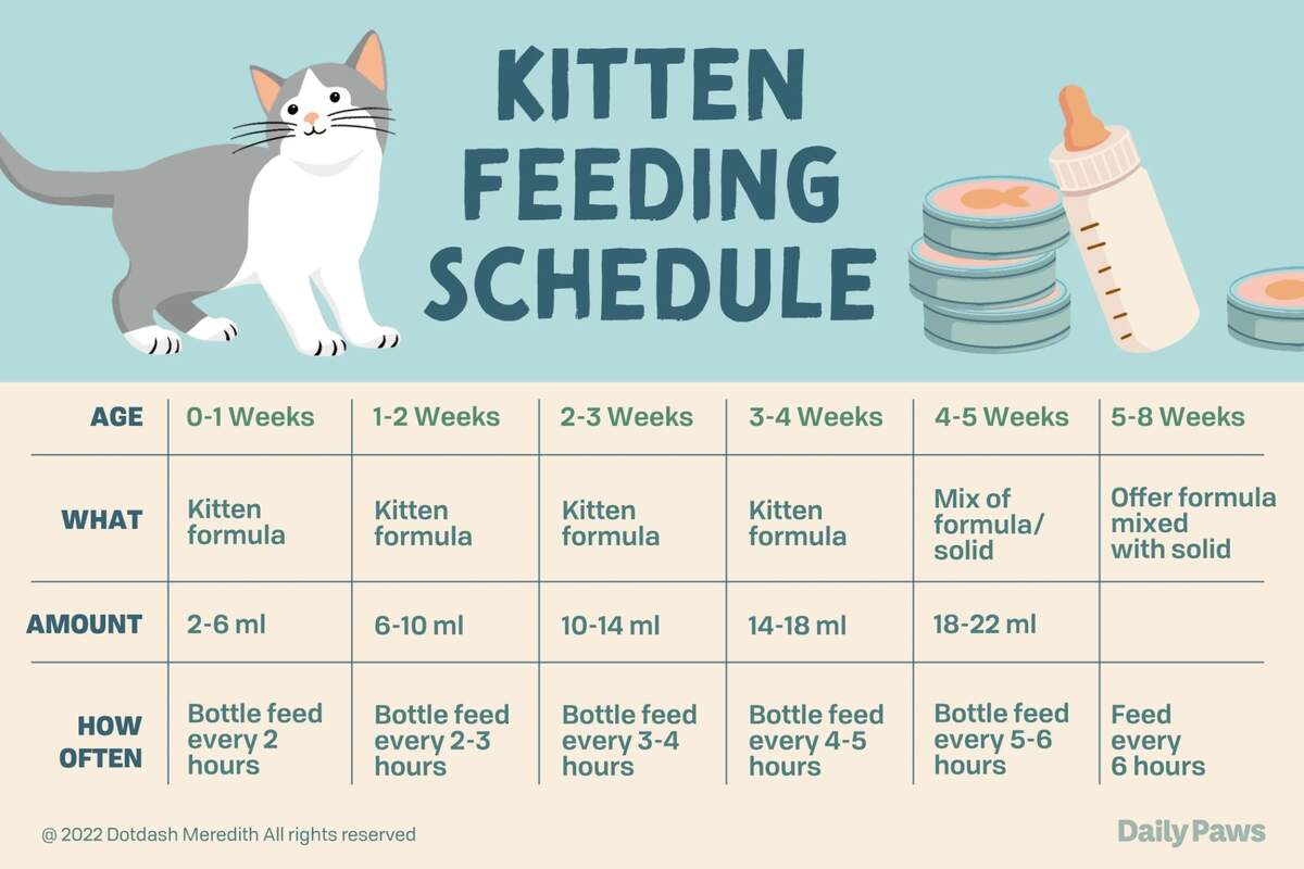 Kitten Bottle Feeding Tracker Kitten Weight Growth Tracker Newborn Cat Care Monitoring Chart Kitten Health Growth Log For Kitten Owners Etsy