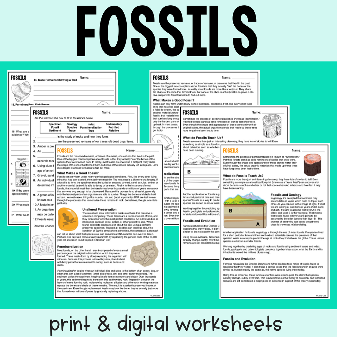 Fossils Reading Comprehension Worksheets Laney Lee