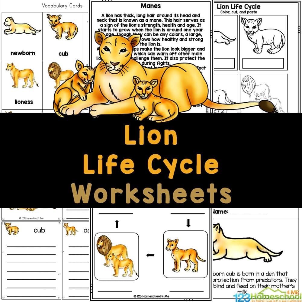 From Cubs To Kings Exciting Lion Life Cycle Worksheets From Cubs To Kings Exciting Lion Life Cycle Worksheets