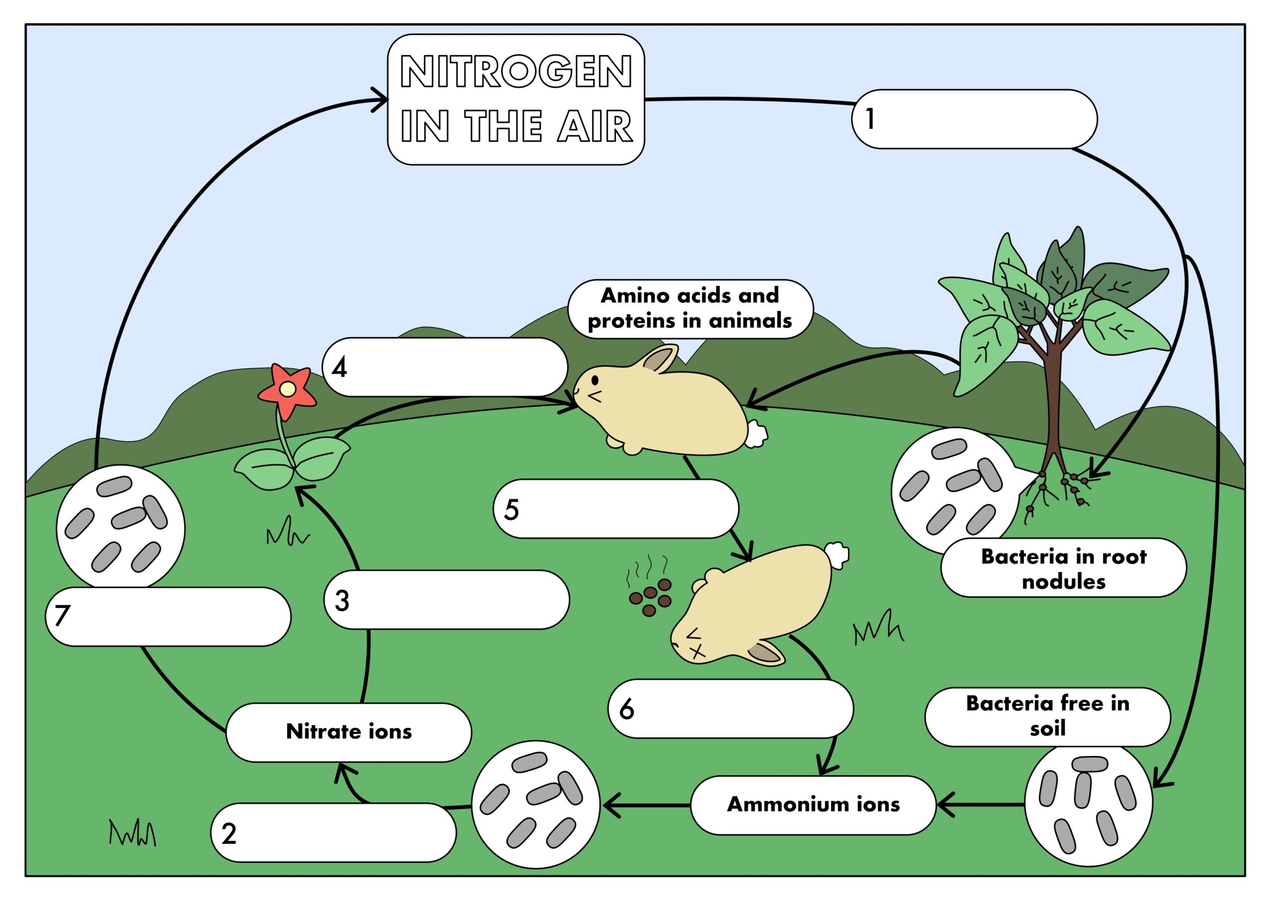 Nitrogen Cycle Worksheet