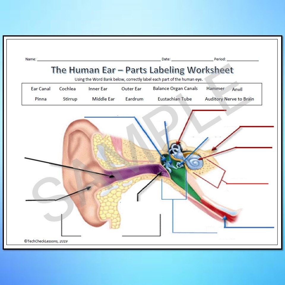 Human Eye Ear Diagram Labeling Worksheet Science Editable DIGITAL DOWNLOAD Etsy Israel