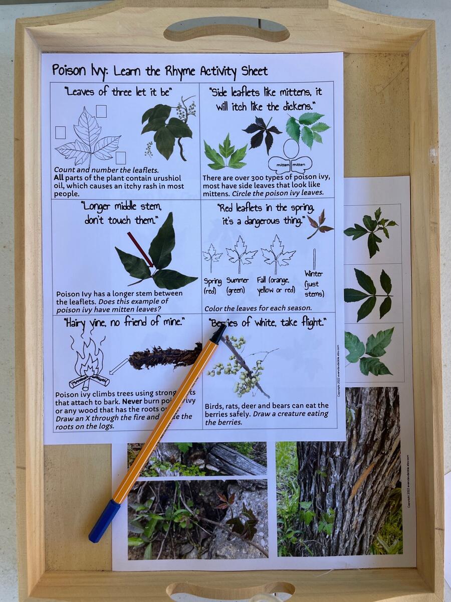 Identify Poison Ivy Worksheet Printable Poison Ivy Education Boy Scouts Girl Scout Activity Safe Hiking Camping Activity Etsy
