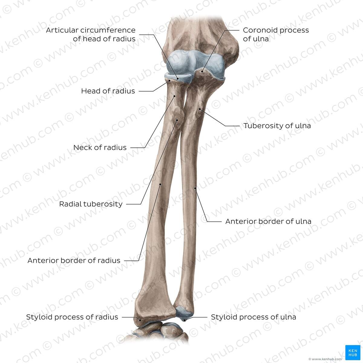 Learn The Radius And Ulna Quizzes And Labeled Diagrams Kenhub