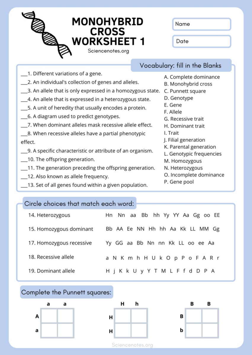 Monohybrid Cross Worksheet 1 Understanding Punnett Squares Studocu Monohybrid Cross Worksheet 1 Understanding Punnett Squares Studocu