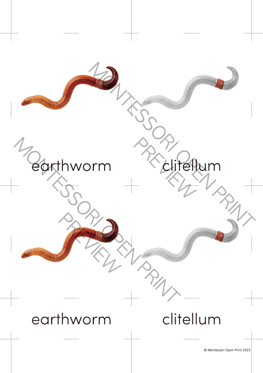 Montessori 3 Part Cards And Definitions Parts Of The Earthworm Made By Teachers Montessori 3 Part Cards And Definitions Parts Of The Earthworm Made By Teachers
