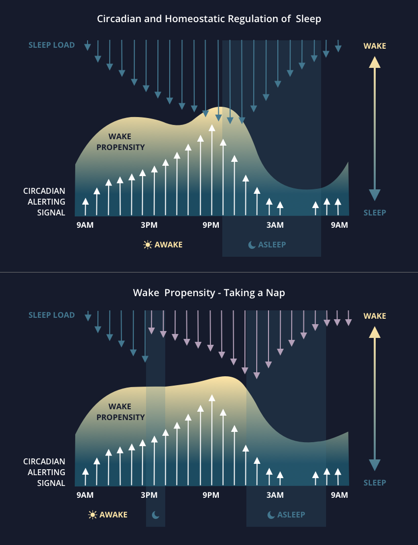 Napping The Science Behind Good Naps The 5 Nap Types