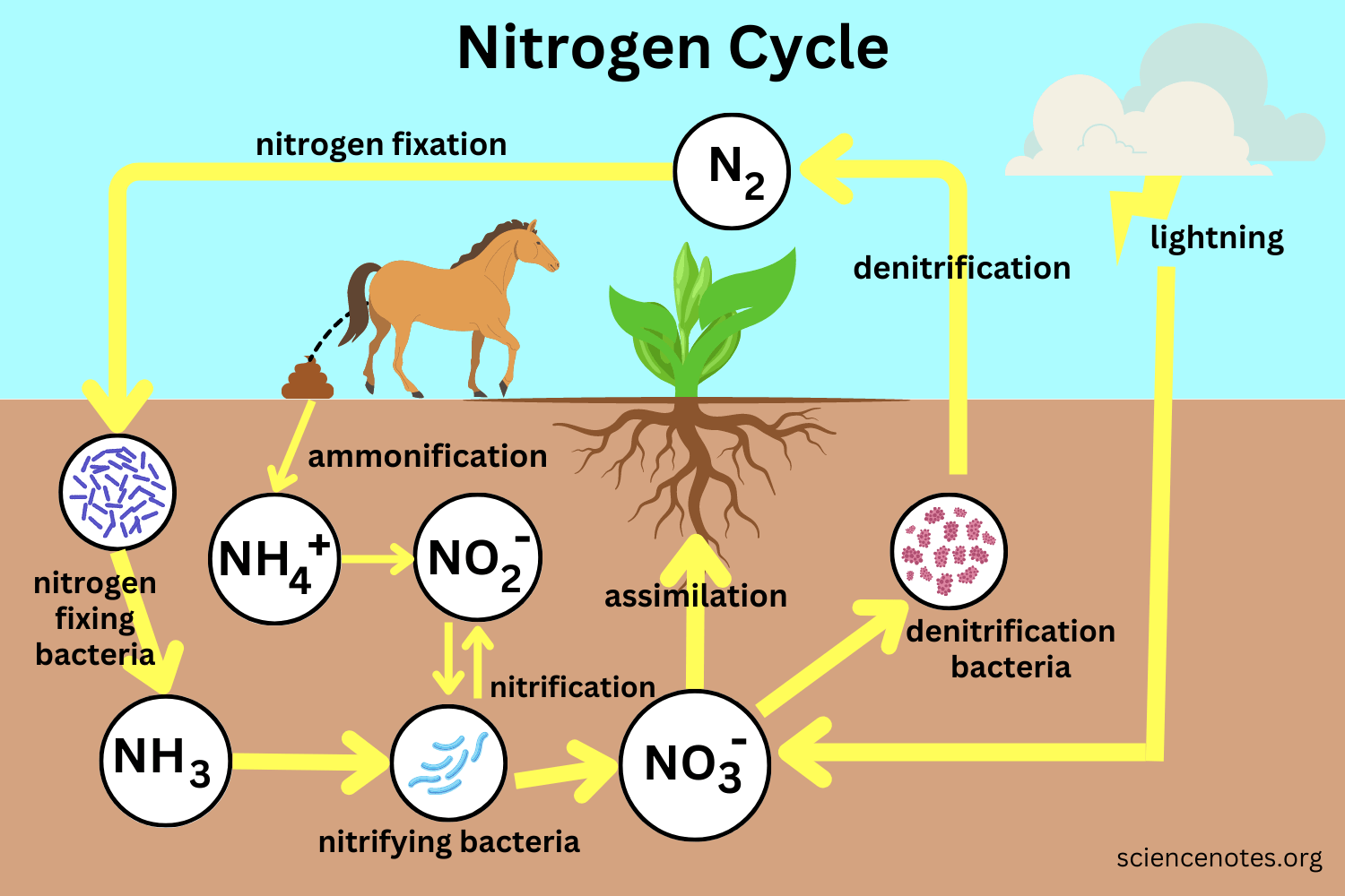 Nitrogen Cycle