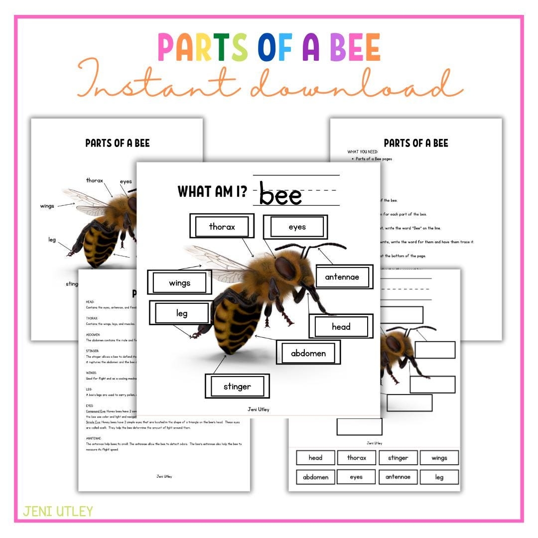 Parts Of A Bee Worksheet Label A Bee Activity For Kids Bee Anatomy Printable For Preschool And Kindergarten Etsy Parts Of A Bee Worksheet Label A Bee Activity For Kids Bee Anatomy Printable For Preschool And Kindergarten Etsy