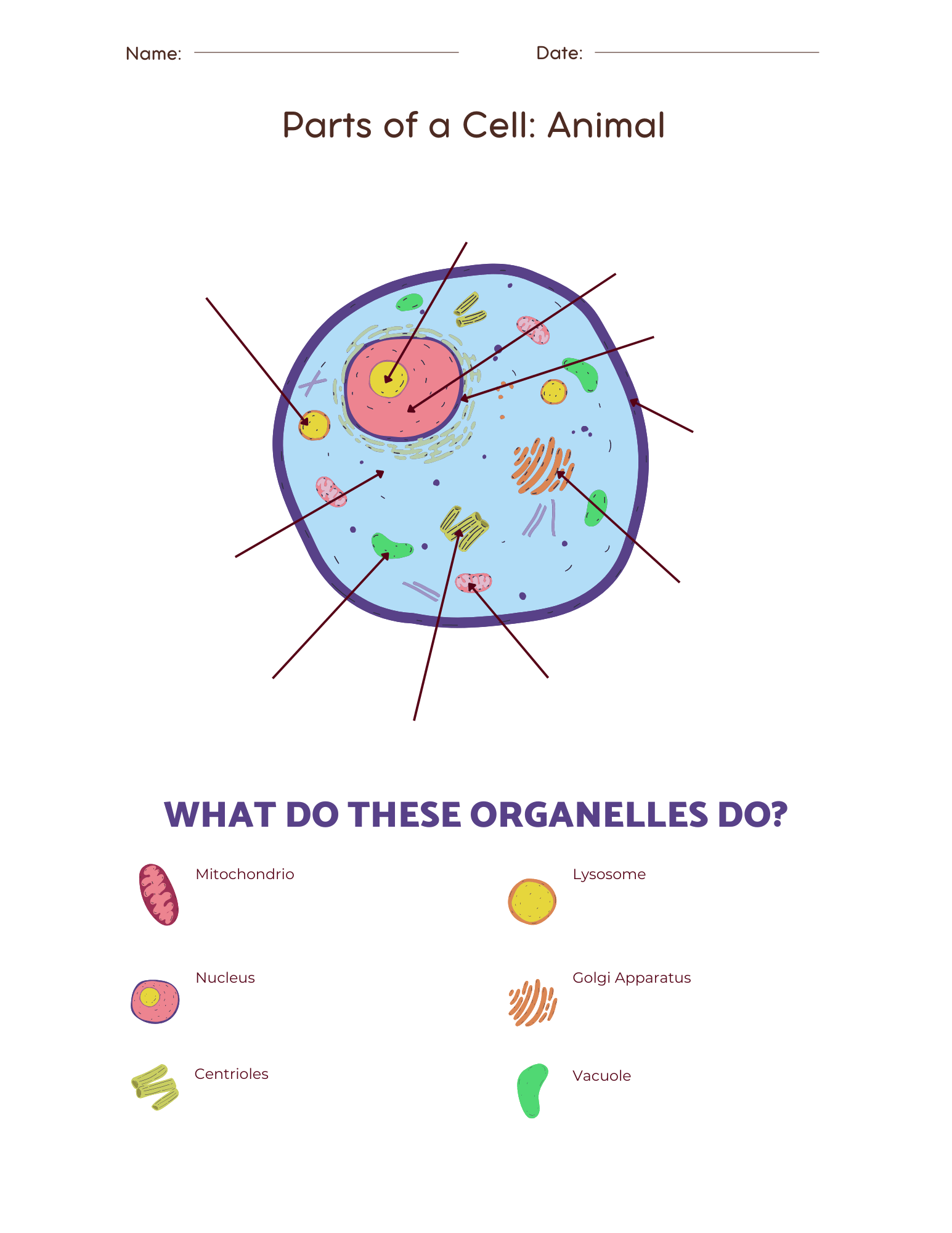 Structural Overview Of An Animal Cell BioRender Science Templates
