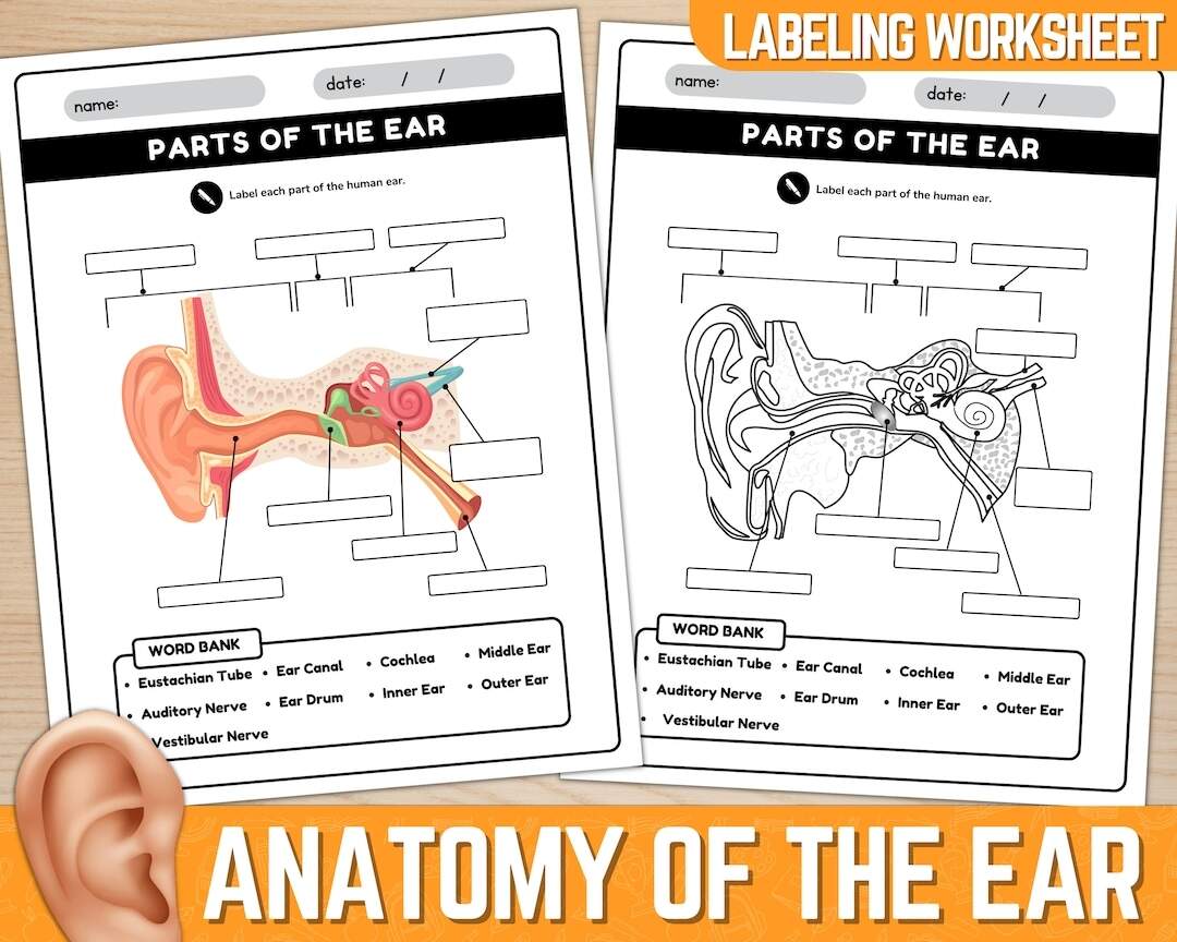 Parts Of The Ear Diagram Worksheet Anatomy Of The Ear Ear Anatomy Labeling Worksheet Instant Download Printable PDF Etsy Human Ear Deviche Designs