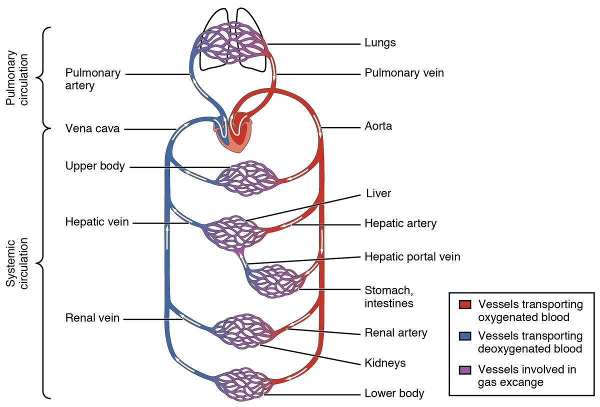 Systemic And Pulmonary Circulation Anatomy And Physiology II Class Notes