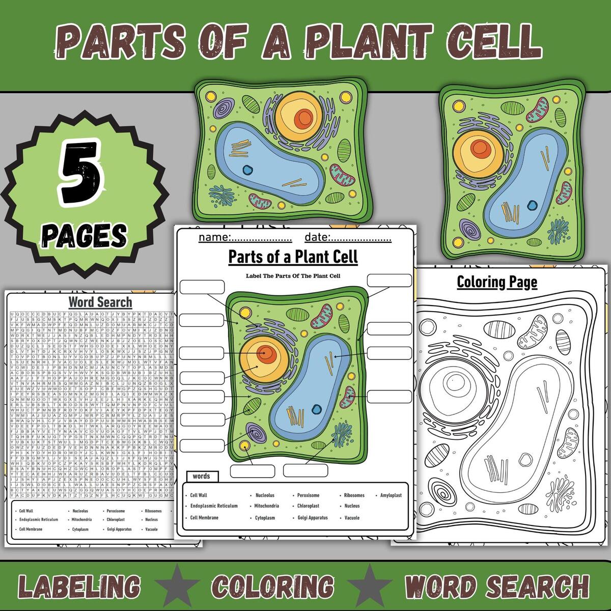 Plant Cell Worksheet Etsy Plant Cell Worksheet Etsy