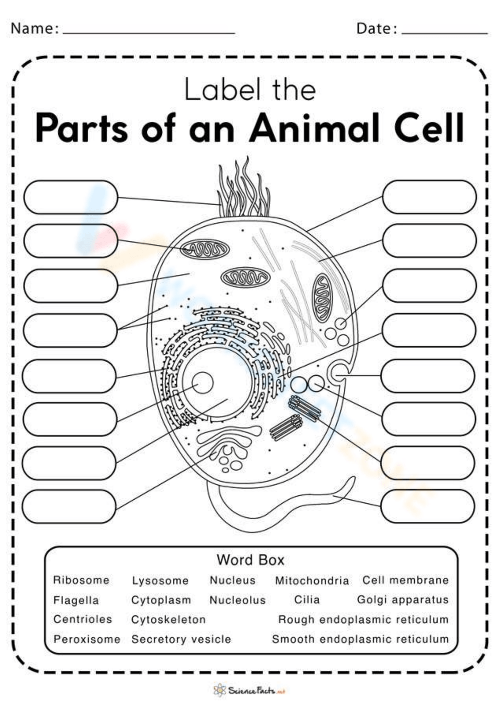 Printable Grade 7 Animal Cell Worksheets Model Of An Animal Cell Coloring Pages Kids Activities Blog