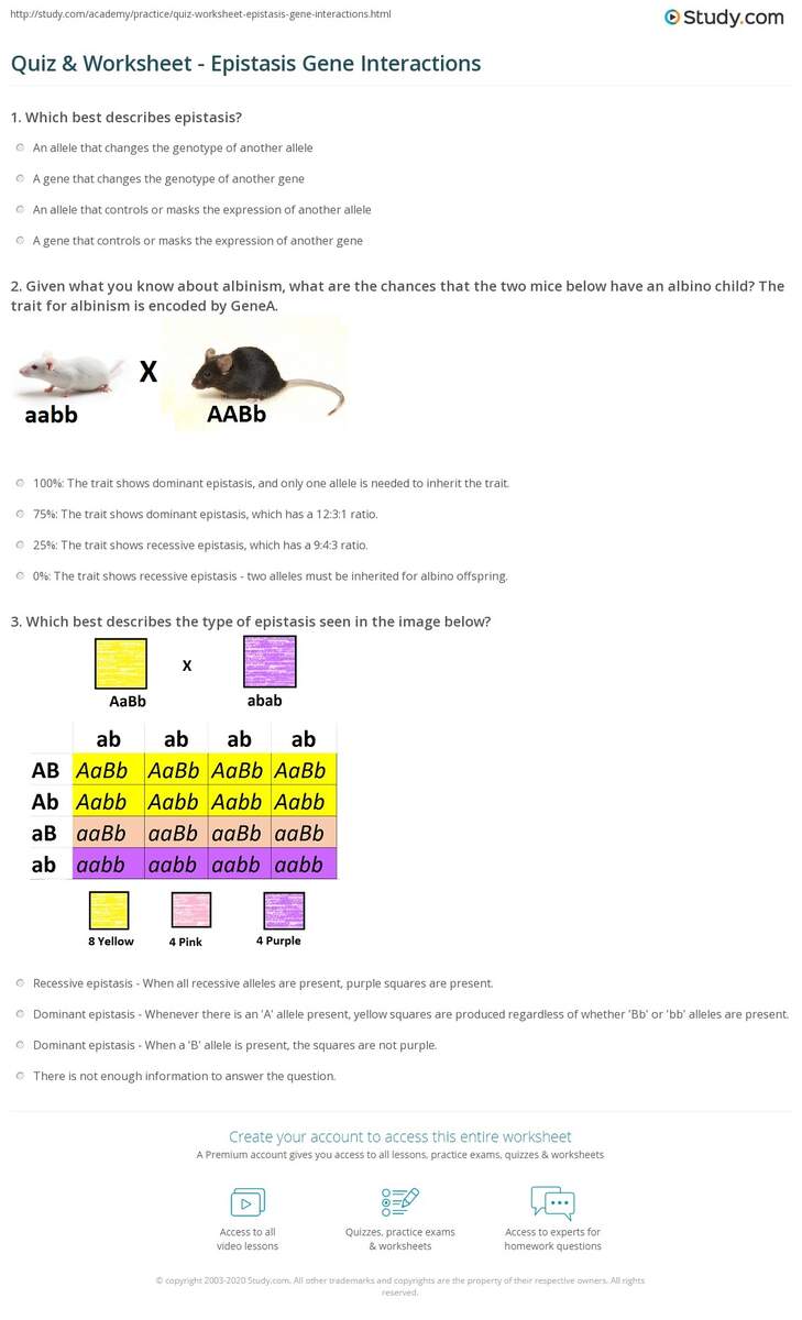 Quiz Worksheet Epistasis Gene Interactions Study