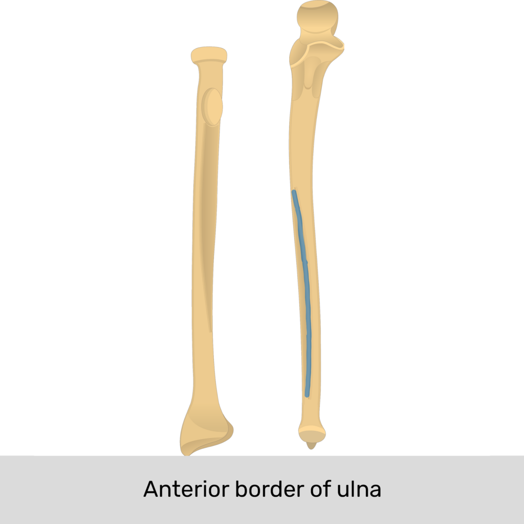 Radius And Ulna Anatomy Landmarks Quiz GetBodySmart Radius And Ulna Anatomy Landmarks Quiz GetBodySmart