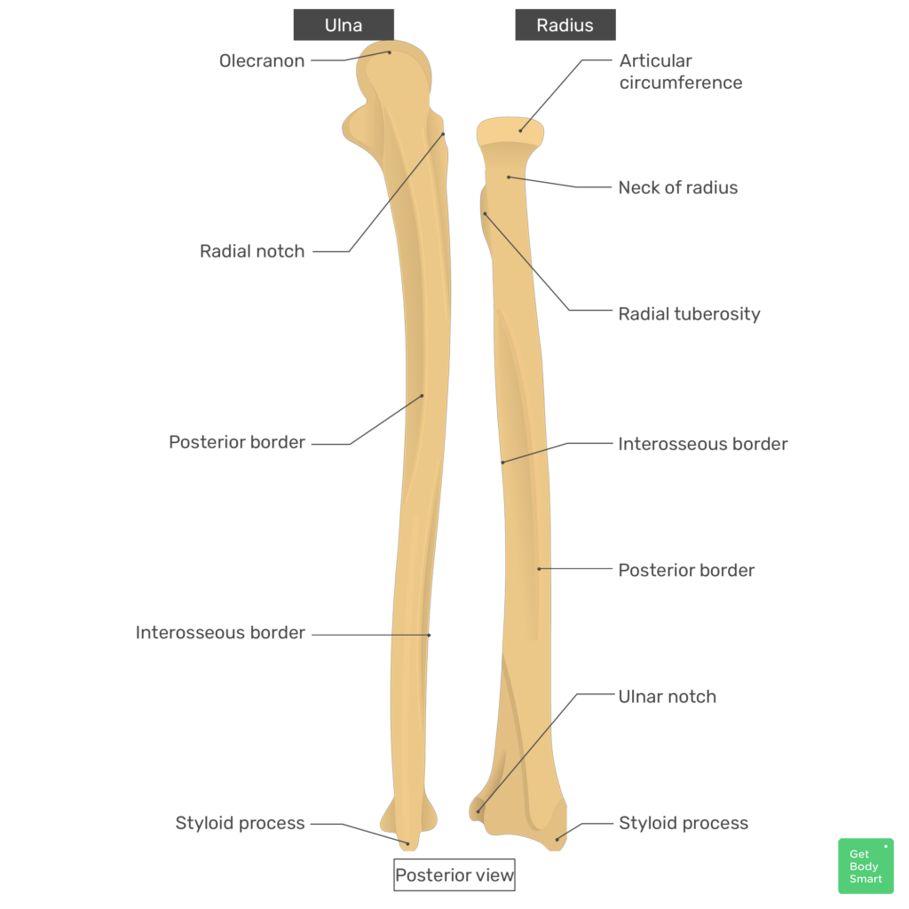 Radius And Ulna Anatomy Landmarks Quiz GetBodySmart 6 2 Bones Of The Upper Limb Anatomy And Physiology I MSK At Cambrian College