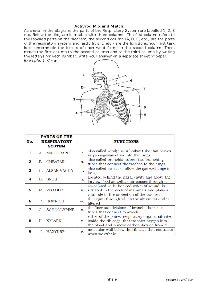 Respiratory System Activity Mix Match Worksheet Studocu Respiratory System Activity Mix Match Worksheet Studocu