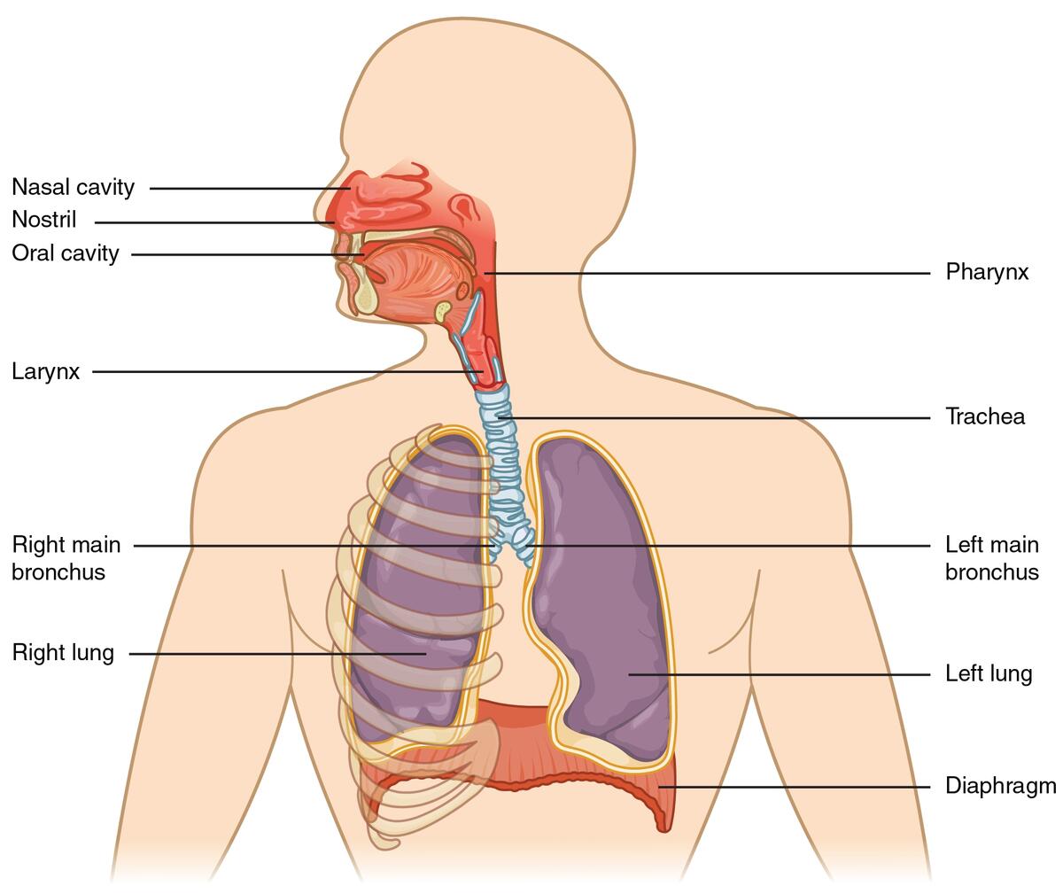 Respiratory System Biology For Majors II