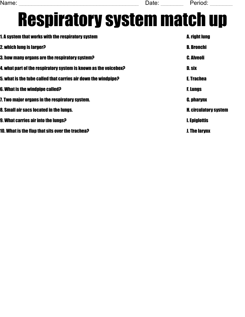 Respiratory System Match Up Worksheet WordMint