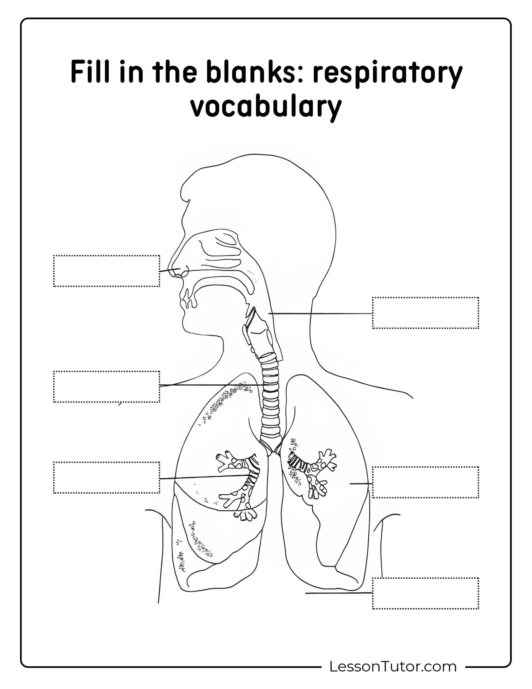 Respiratory System Worksheets Free Coloring Pages PDF Printables And Worksheets Lesson Tutor Respiratory System Worksheets Free Coloring Pages PDF Printables And Worksheets Lesson Tutor