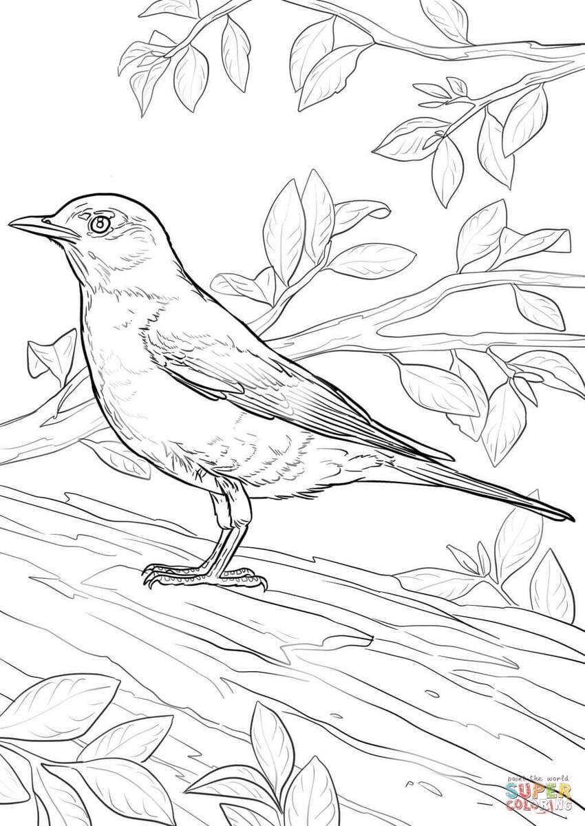 Robins 60 Free Printable Coloring Pages Robins 60 Free Printable Coloring Pages