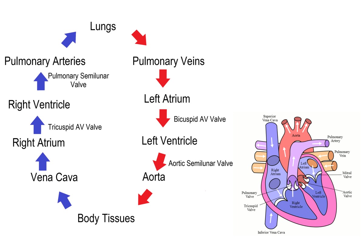 Systemic And Pulmonary Circulation Anatomy And Physiology II Class Notes