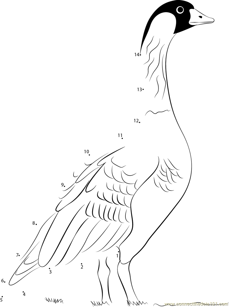 The Distinctive Neck Pattern Of Nene Dot To Dot Printable Worksheet Connect The Dots Hawaiian Short Stock Illustrations 377 Hawaiian Short Stock Illustrations Vectors Clipart Dreamstime
