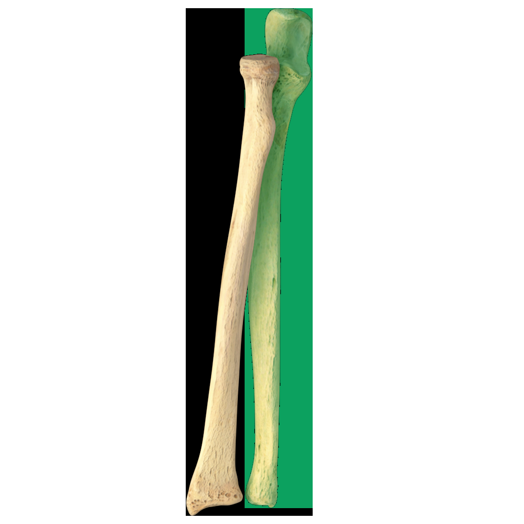 Ulna Radius Labeling Quiz Ulna Radius Labeling Quiz