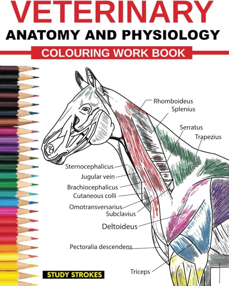 Veterinary Anatomy And Physiology Coloring Work Book Easy And Effective Self Assessment Test Prep And Revisions Study Guide For Vet Medicine And Nursing Students Study STROKES 9798856516417 Amazon Books Veterinary Anatomy And Physiology Coloring Work Book Easy And Effective Self Assessment Test Prep And Revisions Study Guide For Vet Medicine And Nursing Students Study STROKES 9798856516417 Amazon Books