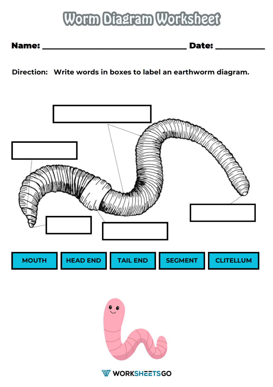 Worm Diagram Worksheets WorksheetsGO Earthworm Spring Science Label Sheet Kindergarten First Grade Worksheets Library
